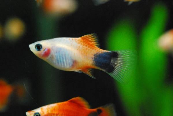 ミッキーマウス プラティのヤフオク の相場 価格を見る ヤフオク のミッキーマウス プラティのオークション売買情報は9件が掲載されています