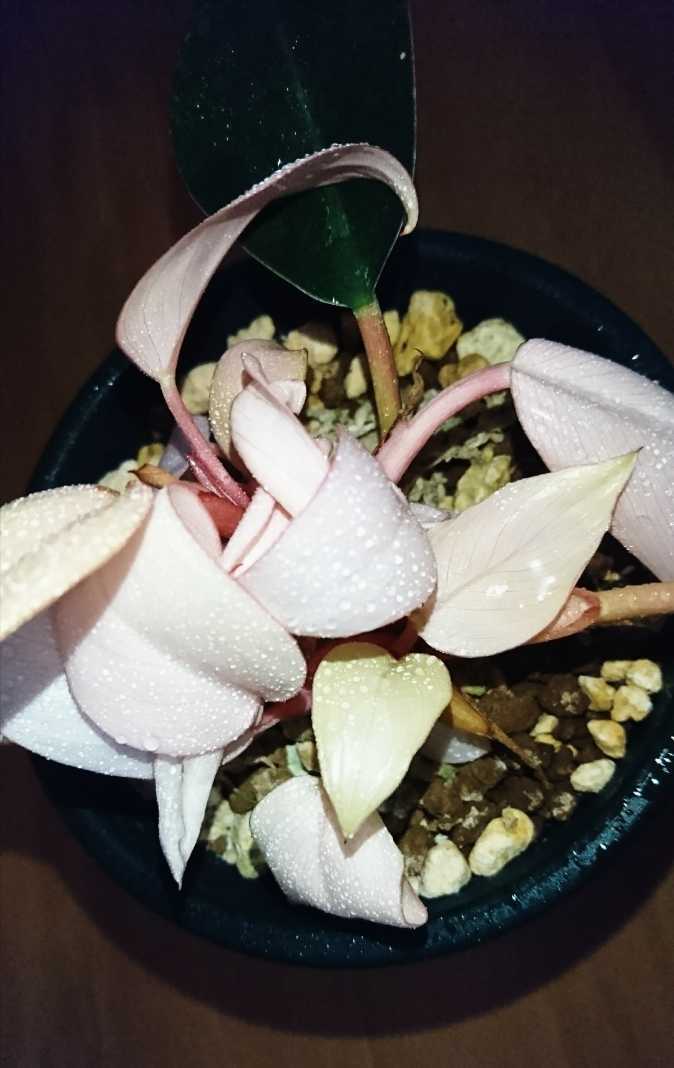ツ855 【多肉植物・現地株】ユーフォルビア ギラウミニアナ 小【8/24