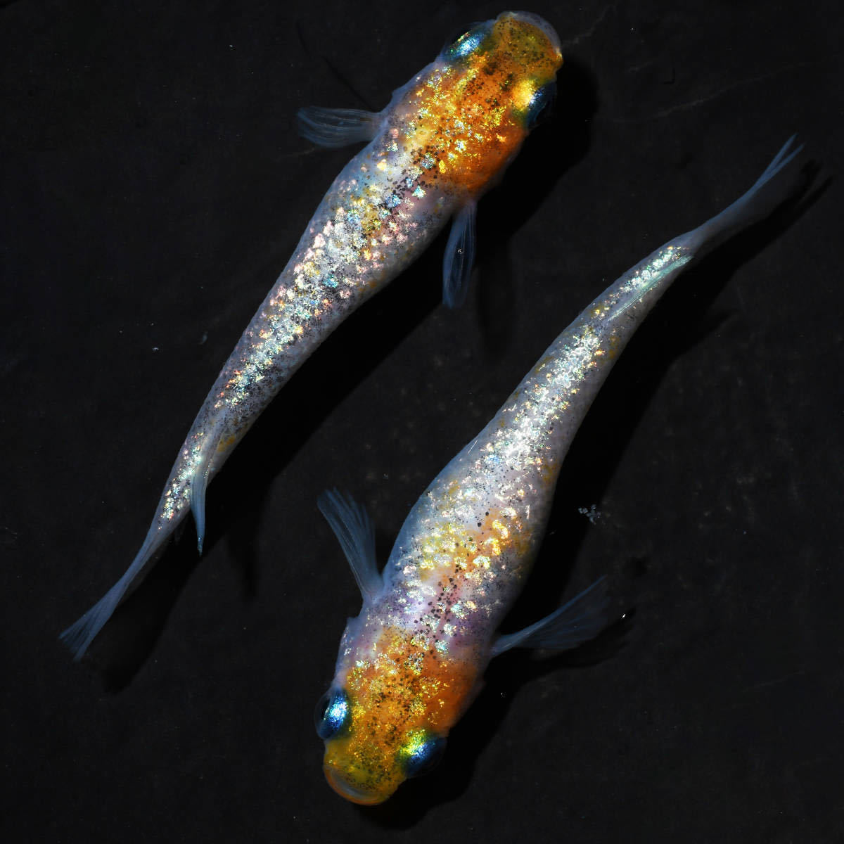 【舞めだか】◇月神　極上若魚　１ペア　Ｔ２◇