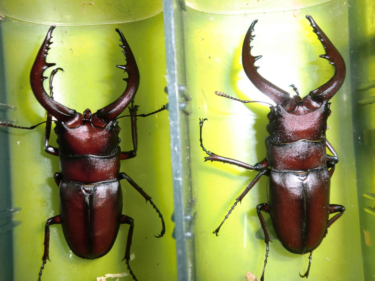キンオニクワガタ ペア 公式通販 キンオニクワガタ 2ペア 長崎県対馬市