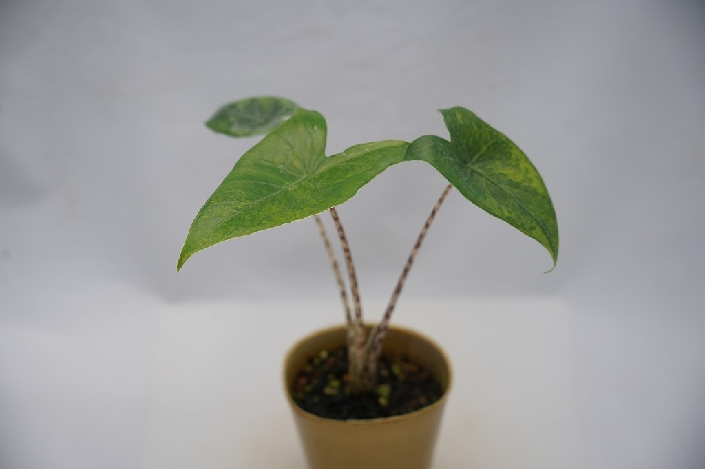 Alocasia アロカシア アロカシア・ゼブリナ -Alocasia, | Zebrina