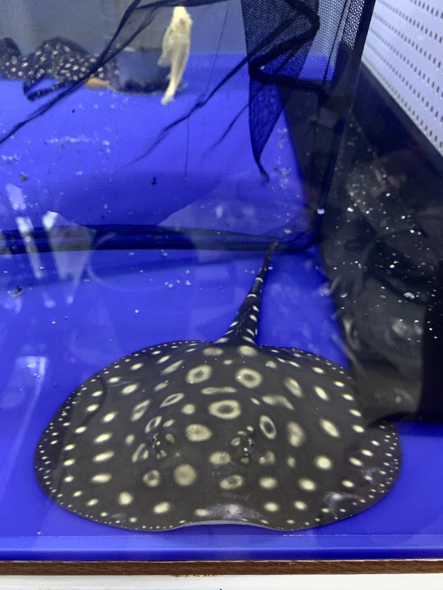 淡水エイ ダイヤモンドポルカ エクリプスタイプ 胎盤12±