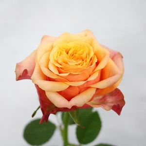 切り花品種のヤフオク の相場 価格を見る ヤフオク の切り花品種のオークション売買情報は675件が掲載されています