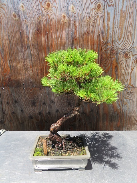 人気セール，最新作 G 盆栽 五葉松 鉢付き サイズ 鉢含む 高さ60ｃｍ程 現状品(松)｜売買されたオークション情報、yahooの商品情報をアーカイブ公開 - オークファン 松