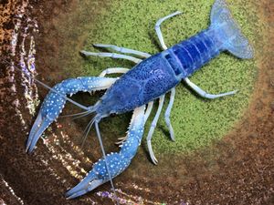 21年07月 ヤフオク のその他の相場 価格を見る ヤフオク のオークションのその他売買情報は1 530件が掲載されています