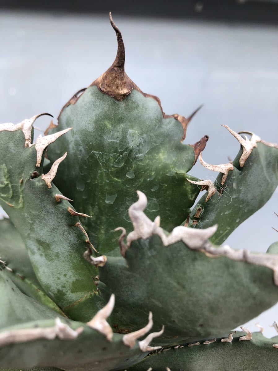 チタノタ アガベ の通販 | 白鯨錦 'White titanota 白鯨⁄Agave