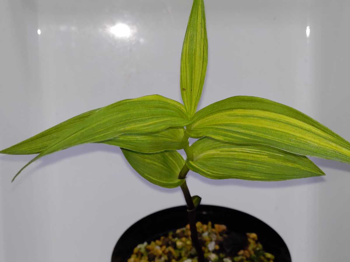 カキラン 斑入り 天冴え 縞斑 山野草・野生蘭 山野草の石田精華園