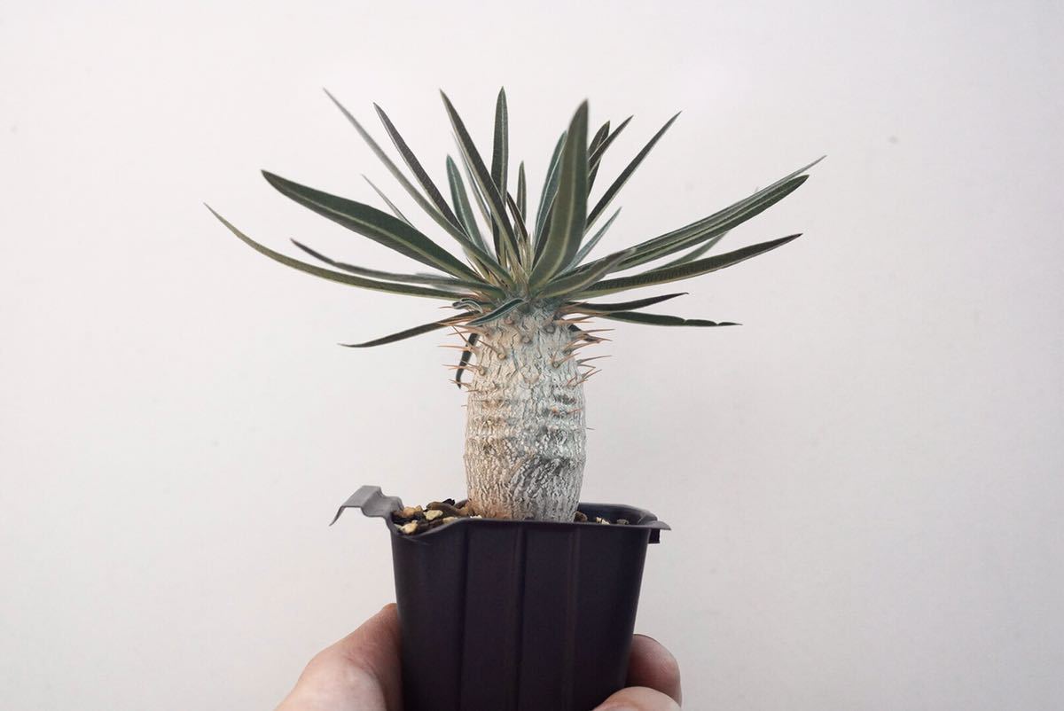 多肉植物 ハオルチア アトロフスカ錦 糊斑と極上斑 紅紋錦 双頭