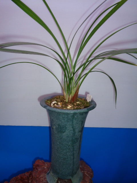 ●寒蘭　登録品（蘭舎整理品ー静素）　Cー64