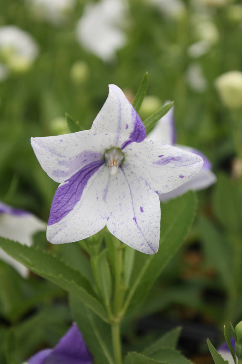 絞り咲き桔梗 シボリザキ キキョウ キキョウ科 花 売買されたオークション情報 Yahooの商品情報をアーカイブ公開 オークファン Aucfan Com