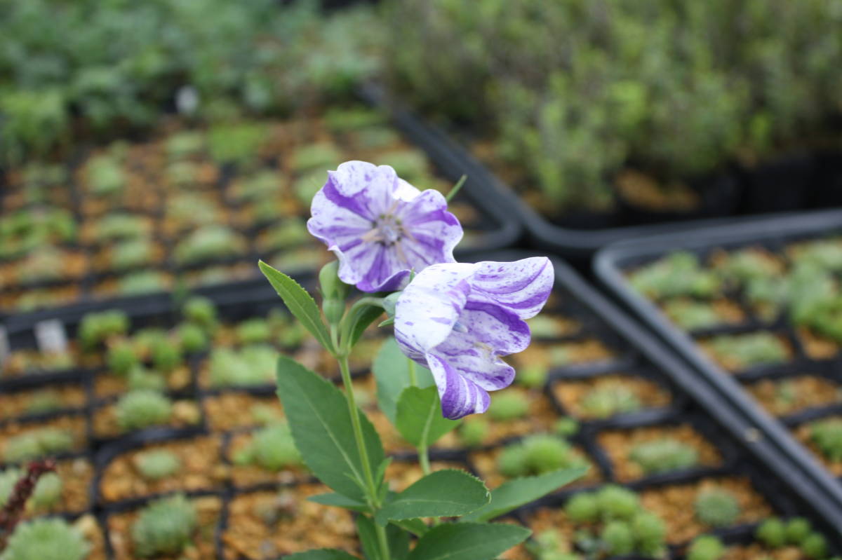 絞り咲き桔梗 シボリザキ キキョウ キキョウ科 花 売買されたオークション情報 Yahooの商品情報をアーカイブ公開 オークファン Aucfan Com