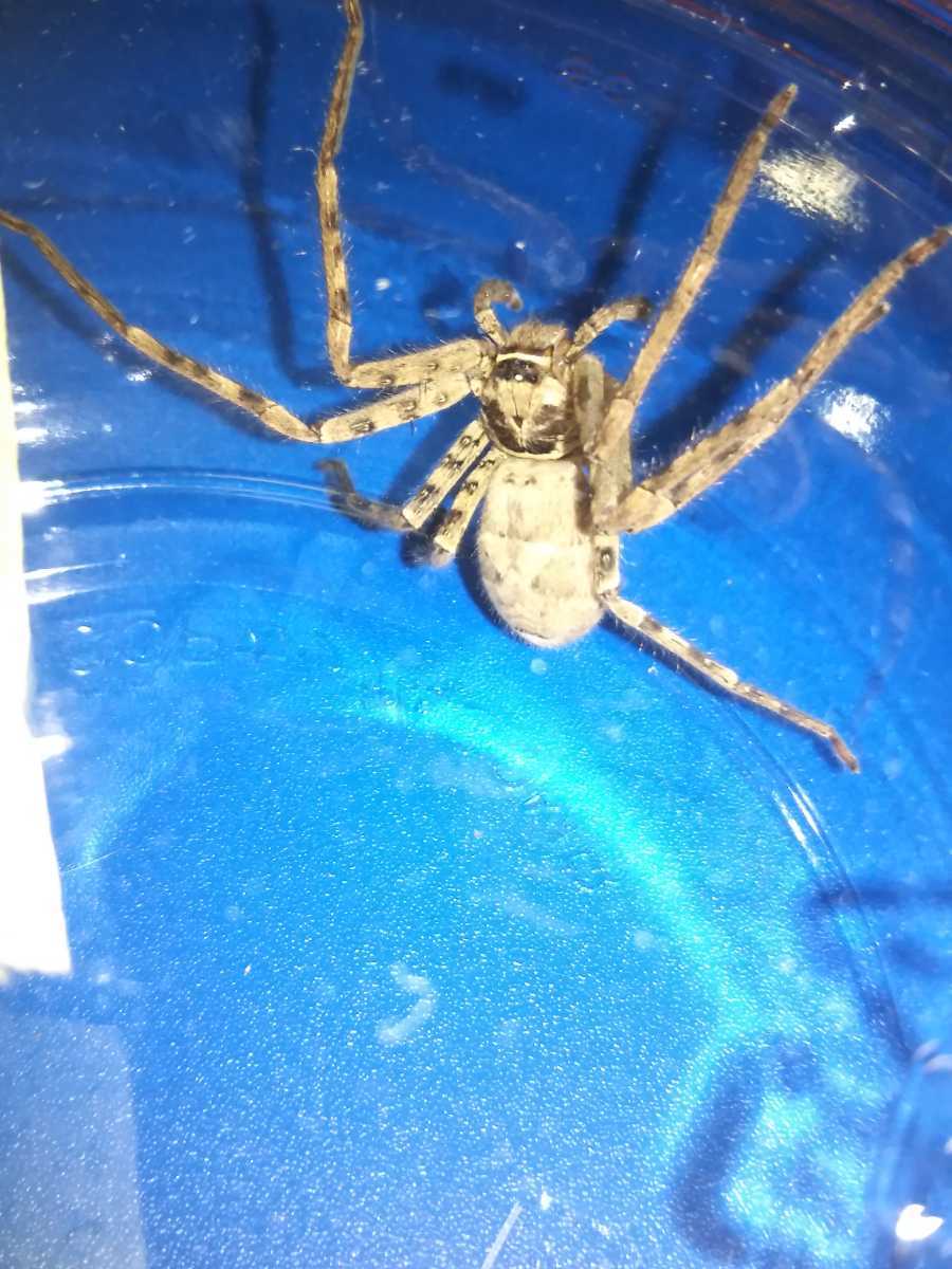 450円 最も 値下げ アシダカグモ軍曹 1匹 大型サイズ