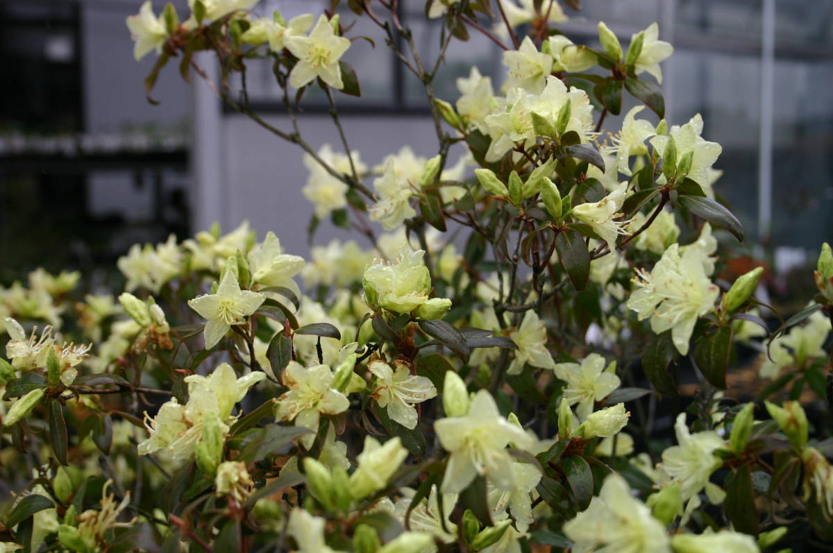 ヒカゲツツジ 花芽付き 草丈４０ｃｍ前後 根巻 花 売買されたオークション情報 Yahooの商品情報をアーカイブ公開 オークファン Aucfan Com