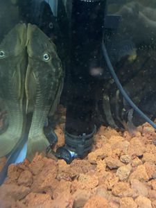 熱帯魚 プレコのヤフオク の相場 価格を見る ヤフオク の熱帯魚 プレコのオークション売買情報は42件が掲載されています