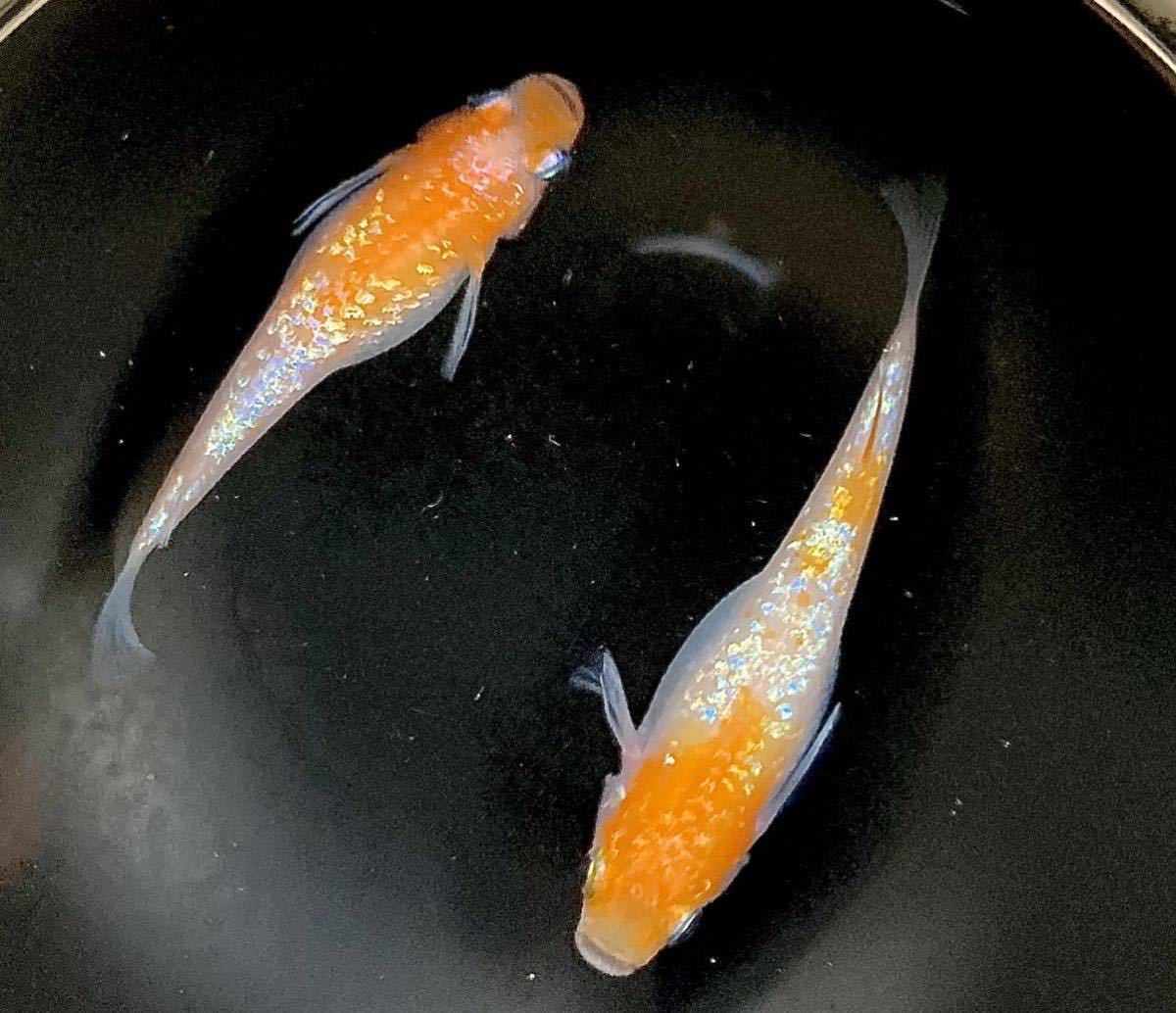 上州 貴めだか 卵70個 A 王華 メダカ 有精卵70個内保証35個込 メダカ 卵 紅白の親のみ使用 白綾 朱砂type除外 D めだか 売買されたオークション情報 Yahooの商品情報をアーカイブ公開 オークファン Aucfan Com