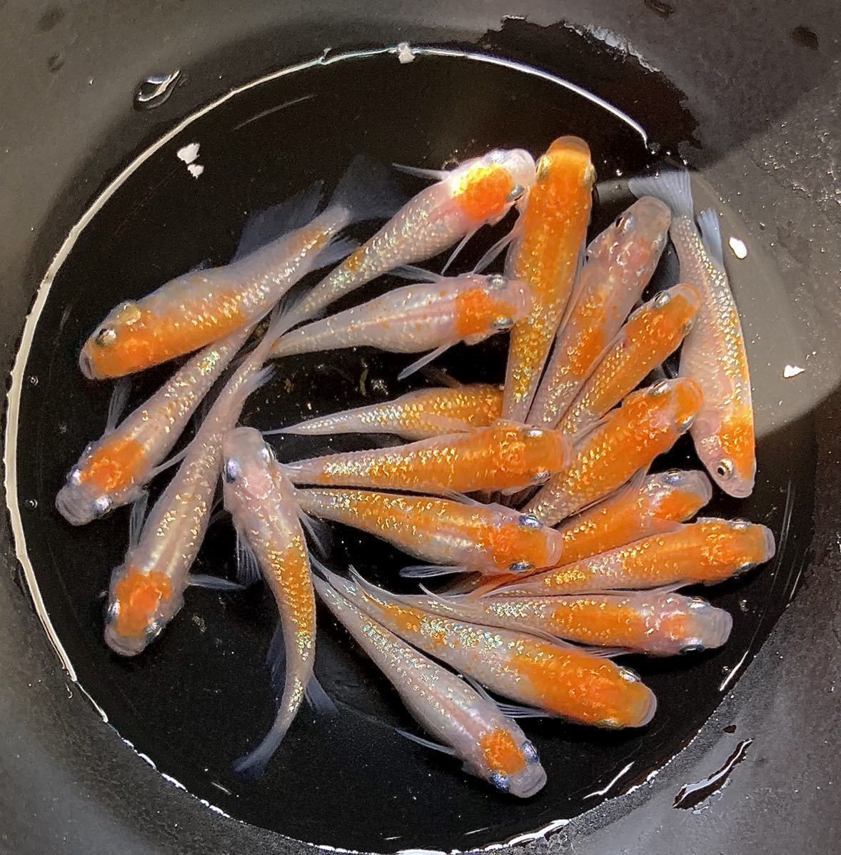 上州 貴めだか 卵70個 A 王華 メダカ 有精卵70個内保証35個込 メダカ 卵 紅白の親のみ使用 白綾 朱砂type除外 D めだか 売買されたオークション情報 Yahooの商品情報をアーカイブ公開 オークファン Aucfan Com