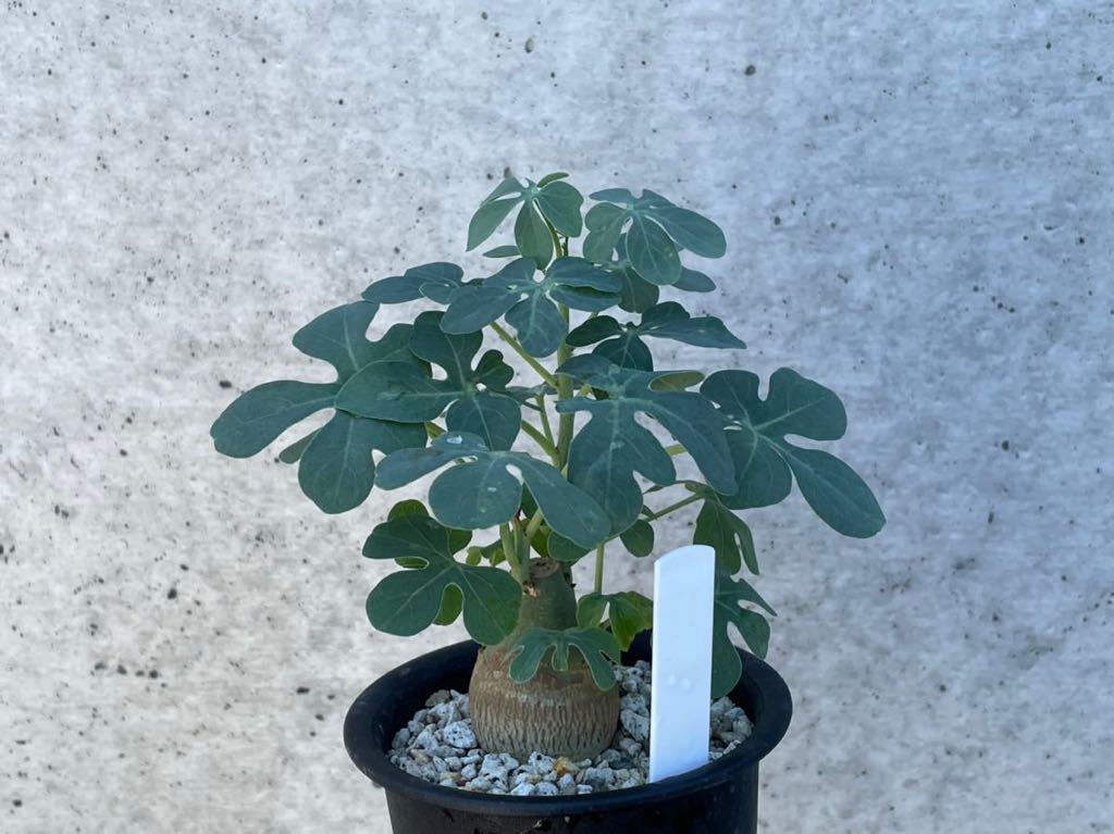 オペルクリカリア パキプス M07 実生 2年 seedstock 塊根植物 メ7547 「実生株」オペルクリカリア パキプス 2年株種から発芽！・発