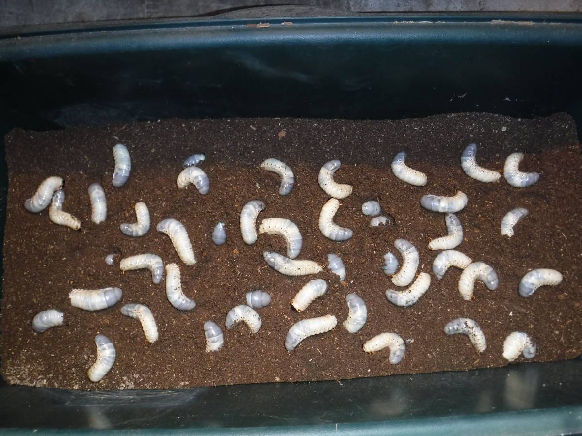 カブトムシマット：発酵熟成竹：成虫・幼虫飼育用 : 楽天1位 5kg