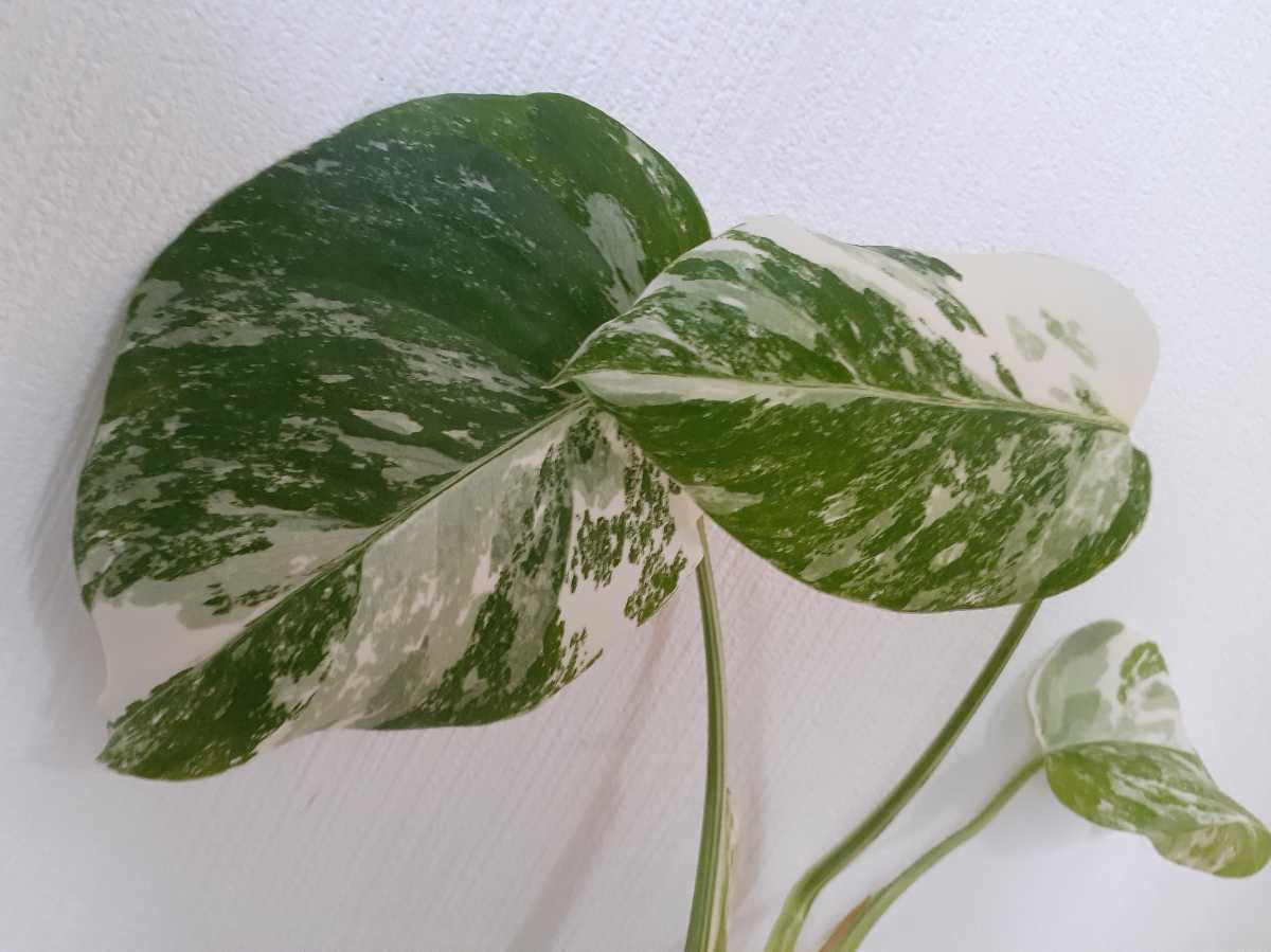 モンステラ 斑入り ボルシギアナ 5号鉢植え 0 園芸ネット本店