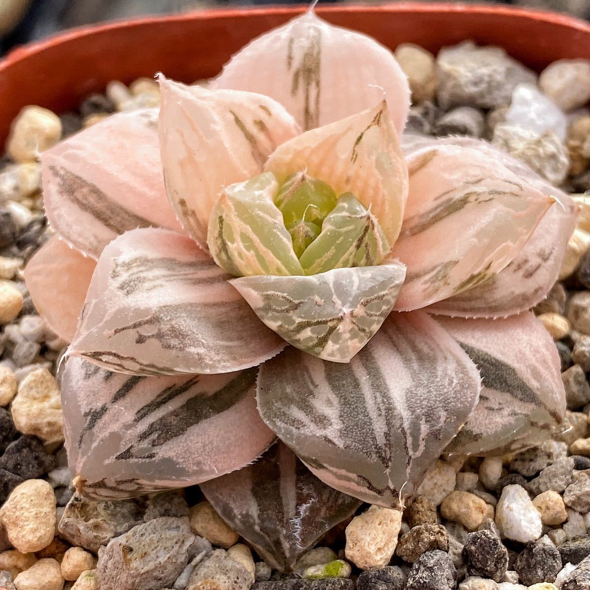 多肉植物 ハオルチア 赤斑×OHオブツーサ錦 交配種 鮮明錦 糊斑 注意事項