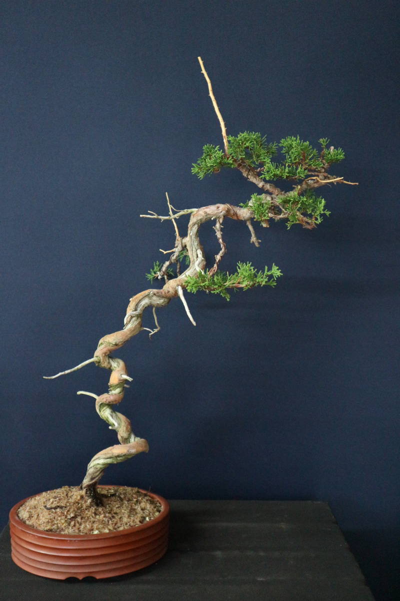 豆助ミニ盆栽 ジャコウモミジ・匂い楓