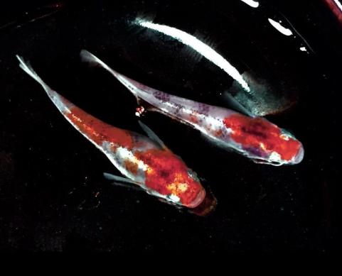 超極上 特濃朱赤黒墨 雲州三色 見事な墨と赤白の体に人懐っこい性格手にも寄ってくる本家血統有精卵10個 めだかメダカ紅白 水草 売買されたオークション情報 Yahooの商品情報をアーカイブ公開 オークファン Aucfan Com