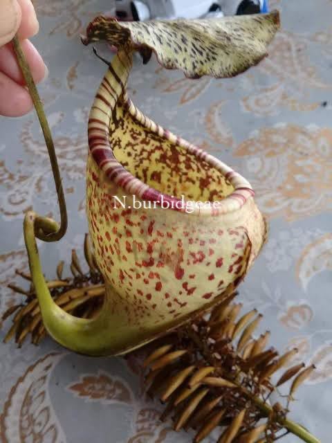 Nepenthes burbidgeae Pig Hill ウツボカズラ 食虫植物 ネペンテス 1