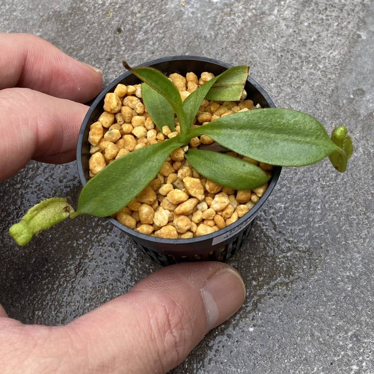 Nepenthes burbidgeae Pig Hill ウツボカズラ 食虫植物 ネペンテス 1