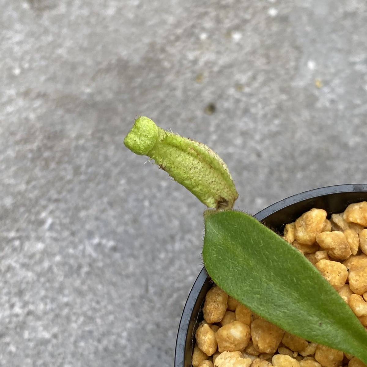 Nepenthes burbidgeae Pig Hill ウツボカズラ 食虫植物 ネペンテス 1