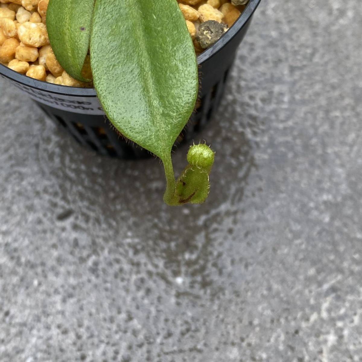 Nepenthes burbidgeae Pig Hill ウツボカズラ 食虫植物 ネペンテス 1