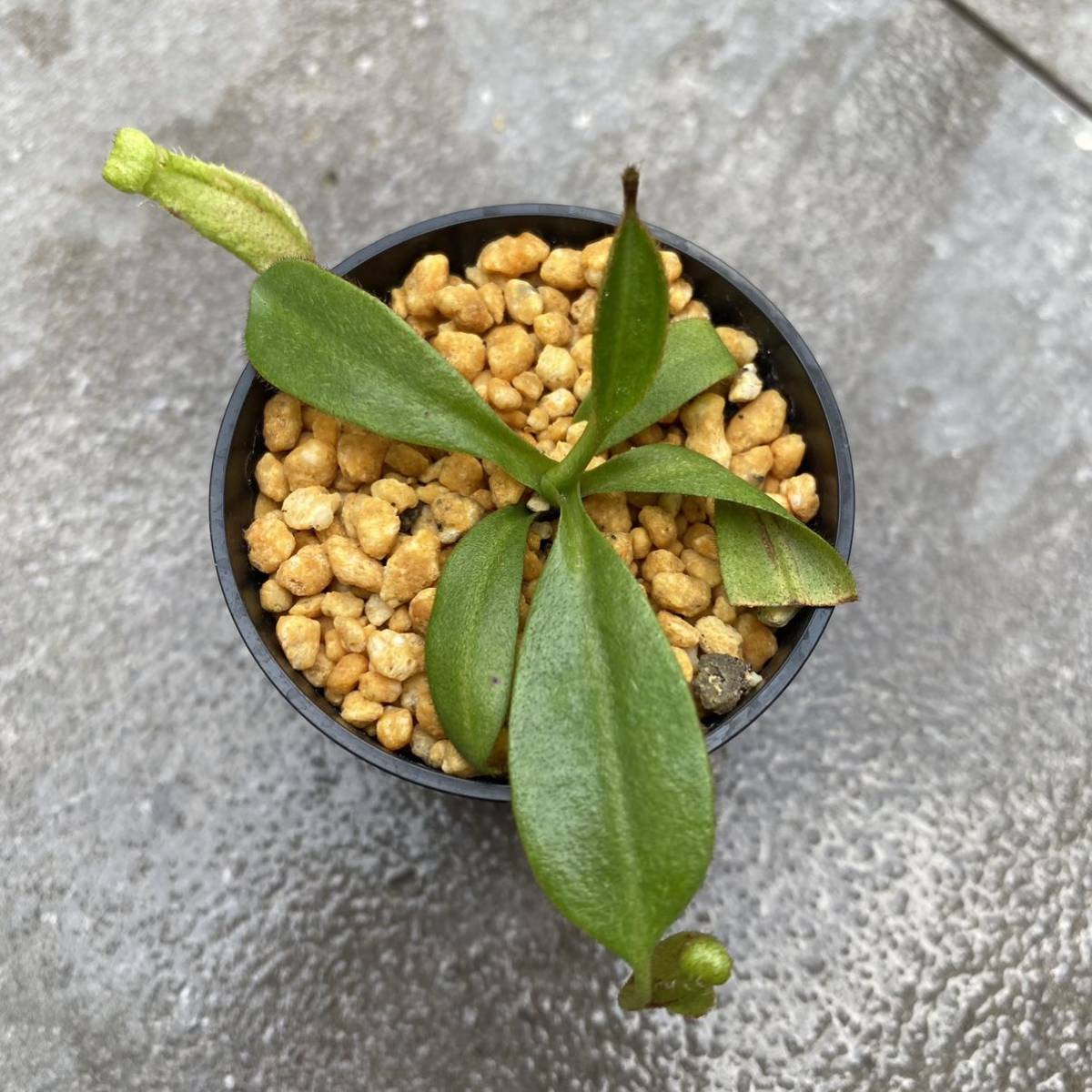 Nepenthes burbidgeae Pig Hill ウツボカズラ 食虫植物 ネペンテス 1