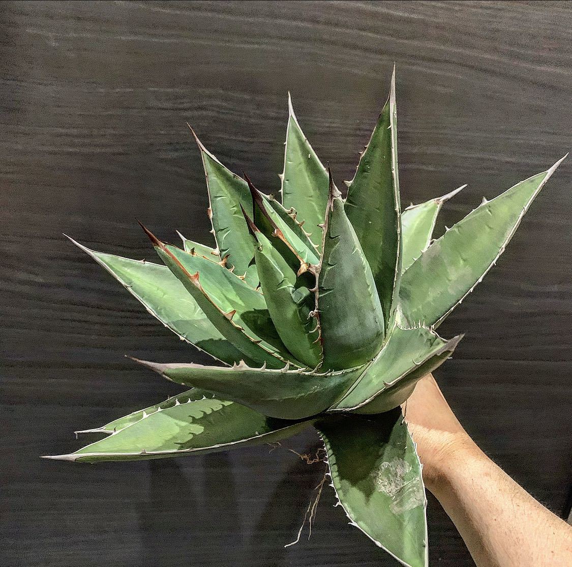 hp 33 アガベ パープソラム 肉厚チェーンタイプ osp育成株 w約35センチ