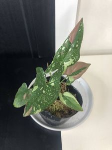 シンゴニウムのヤフオク の相場 価格を見る ヤフオク のシンゴニウムのオークション売買情報は171件が掲載されています