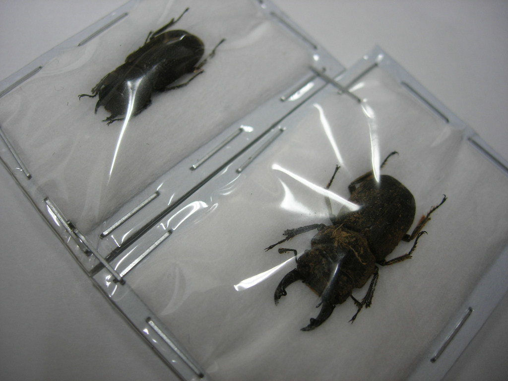 展足済】ミクラミヤマクワガタ 26㎜【標本】 | REDIGUANA.COM