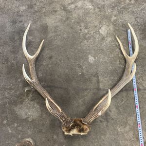 エゾシカ 角のヤフオク の相場 価格を見る ヤフオク のエゾシカ 角のオークション売買情報は130件が掲載されています