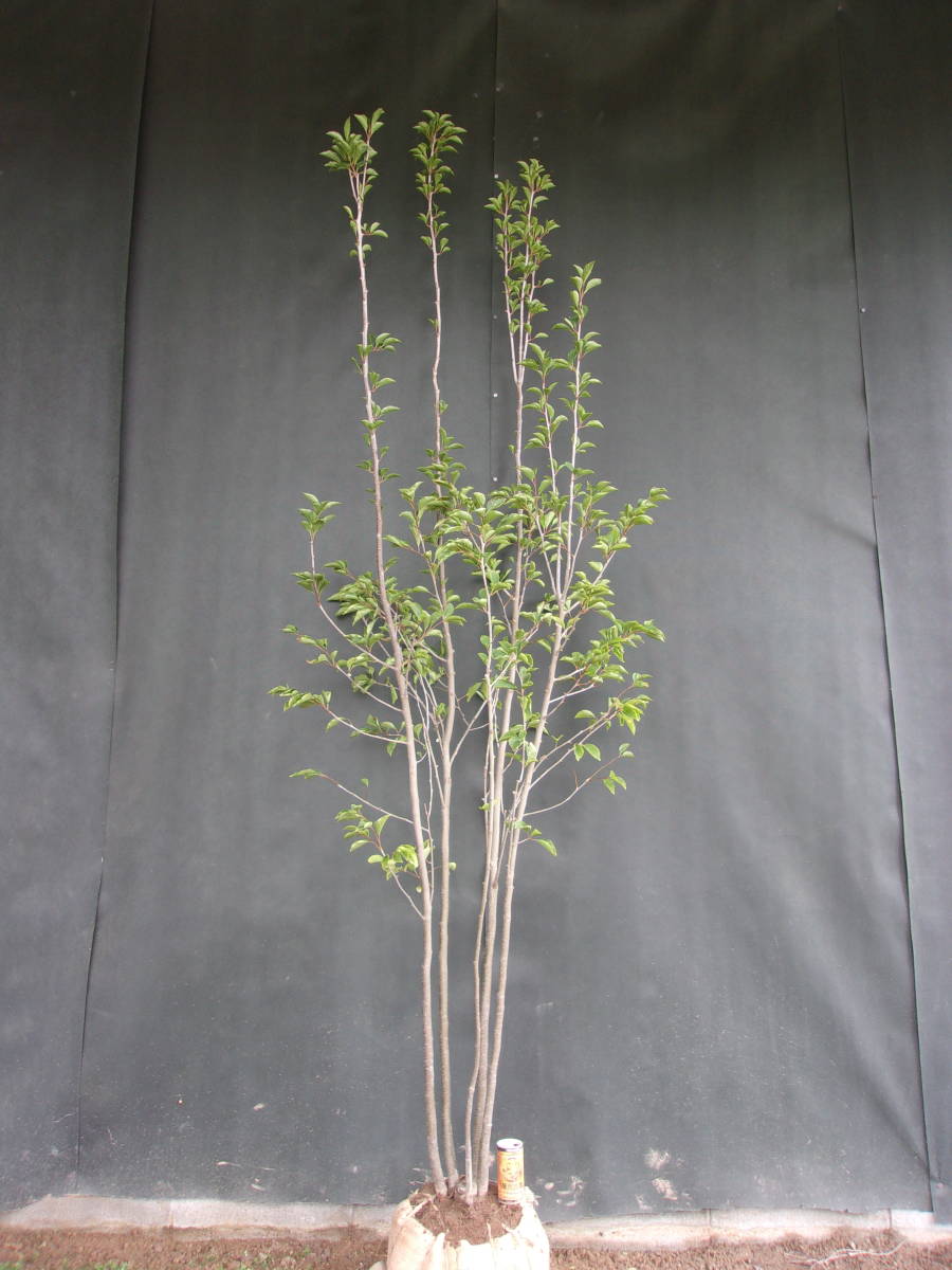 自生山採り⁄アオダモ現品発送管理70864 自生山採り⁄アオダモ⁄大株