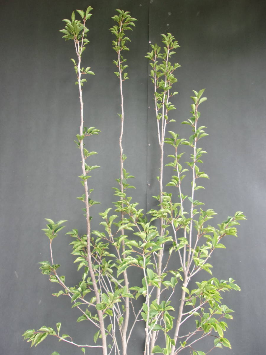 自生山採り⁄アオダモ現品発送管理70864 自生山採り⁄アオダモ⁄大株