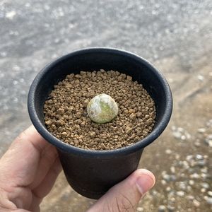 ブルゲリのヤフオク の相場 価格を見る ヤフオク のブルゲリのオークション売買情報は78件が掲載されています