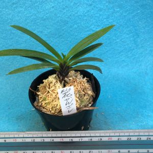 富貴蘭 花簪の平均価格は1 236円 ヤフオク 等の富貴蘭 花簪のオークション売買情報は6件が掲載されています