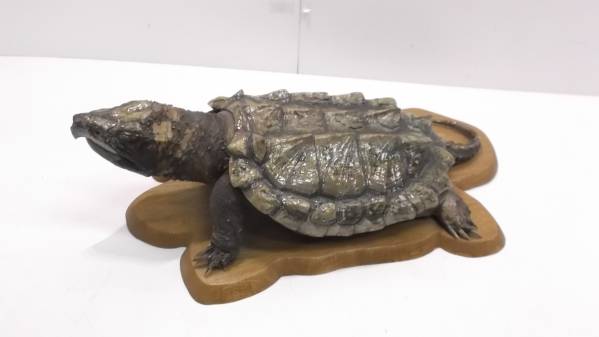 カミツキガメ 亀 カメ 剥製 全長約65cm インテリア 置物○(科学