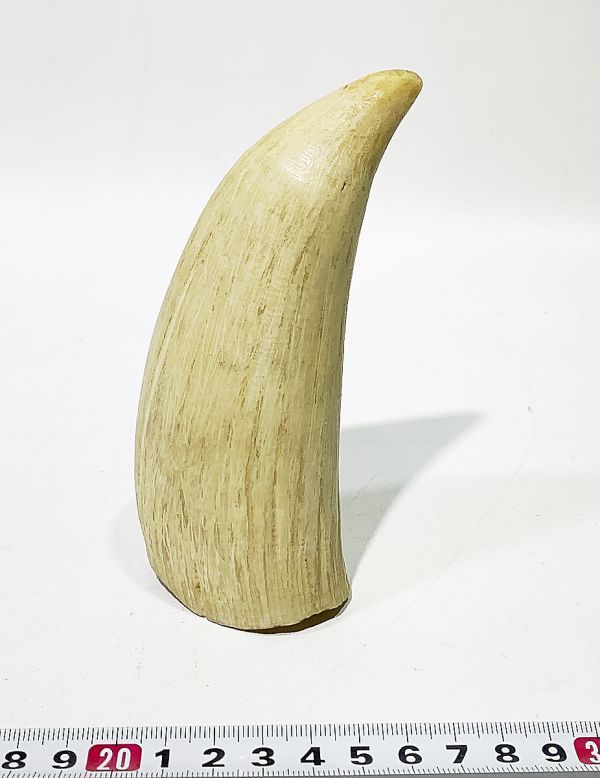 鯨/鯨歯/クジラ/歯/牙/263.68g 鯨/鯨歯/クジラ/歯/牙/263.68g 鯨/鯨歯