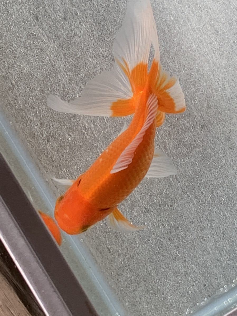 金魚 ジャンボオランダ獅子頭 29.5cm 【公式通販】