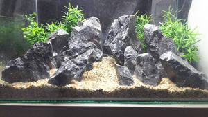 熱帯魚 石のヤフオク の相場 価格を見る ヤフオク の熱帯魚 石のオークション売買情報は125件が掲載されています