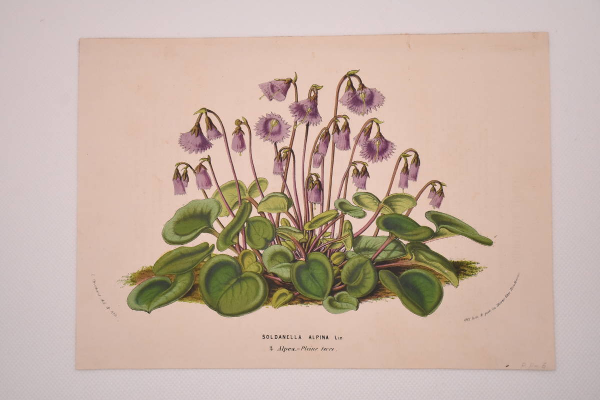 フランスアンティーク 博物画 植物画『SOLDANELLA ALPINA』 多色刷り石