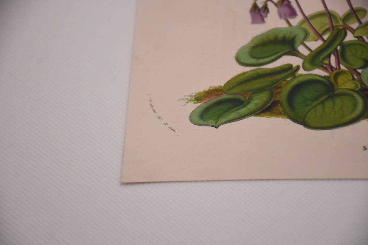 フランスアンティーク 博物画 植物画『SOLDANELLA ALPINA』 多色刷り石