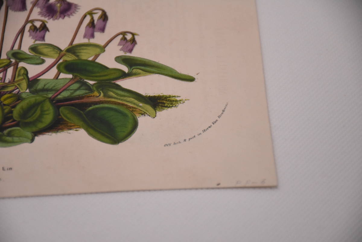 フランスアンティーク 博物画 植物画『SOLDANELLA ALPINA』 多色刷り石