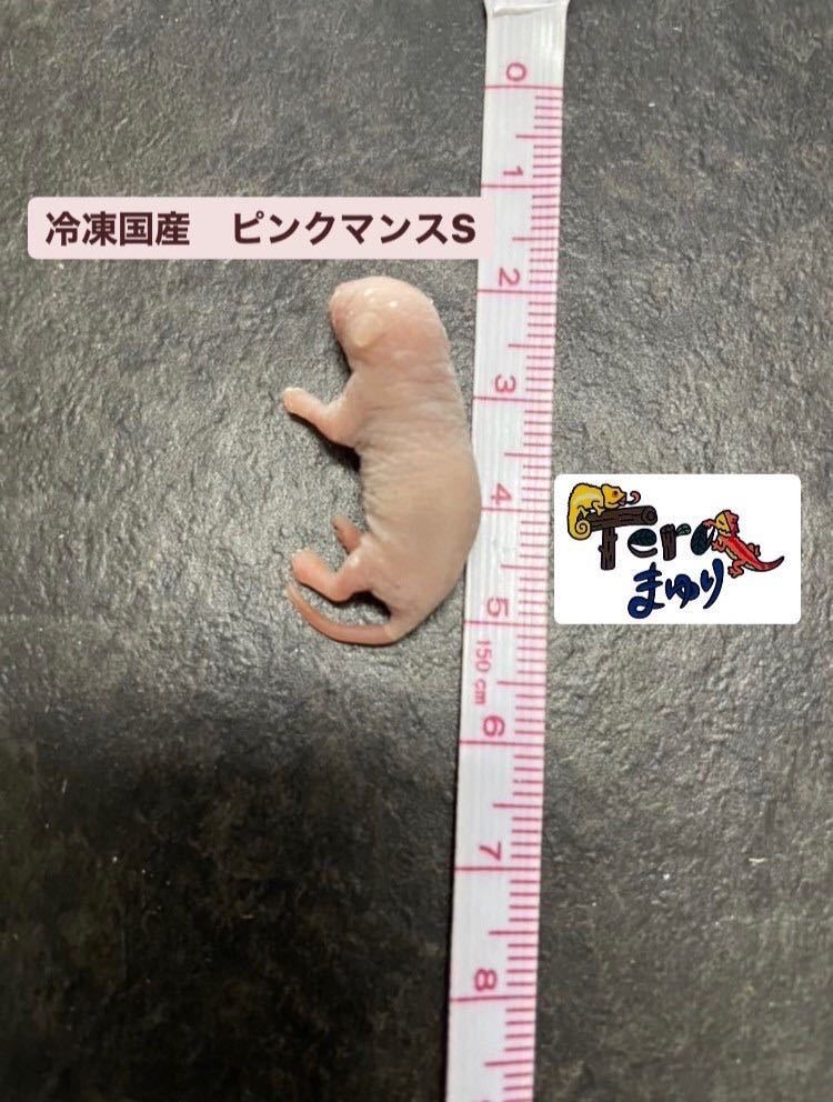 送料無料　冷凍ピンクマウスS100匹 送料無料 冷凍ピンクマウスS100匹 国産冷凍マウス 自社 -#冷凍マウスの