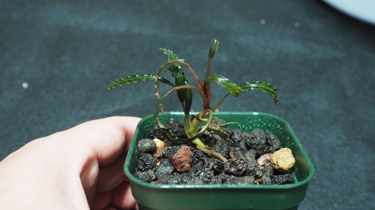 TB便 Bucephalandra sp. Serawai3ブセファランドラ Yahoo!オークション