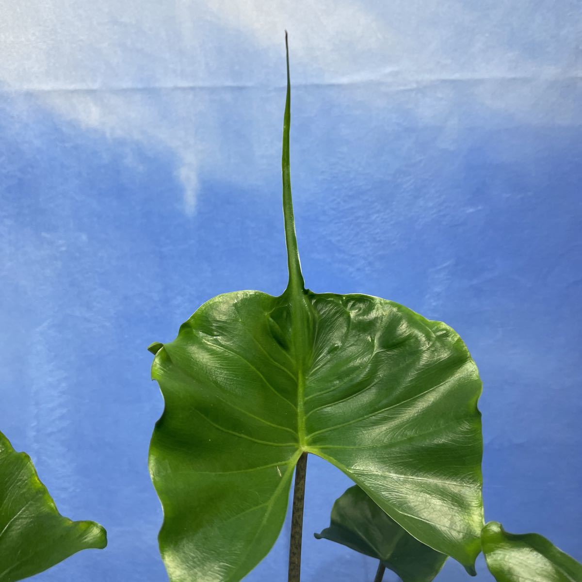 ［Pof］alocasia stingray アロカシア・スティングレイ ②