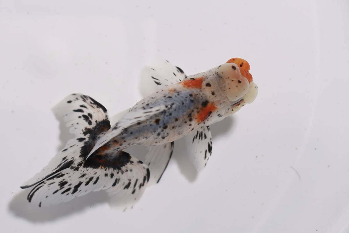 鈴木系東錦　純血　2歳 オス　約13ｃｍ　S21-21 2歳 鈴木東錦 鈴木系東錦 動画あります ３尾セット (金魚)の落札相場・落札価格